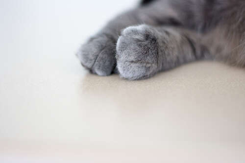 PAWS!