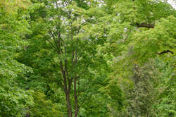 Vincent Massey Park