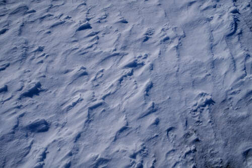 Snow Day!