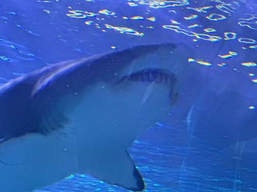 JAWS