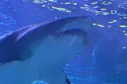 JAWS