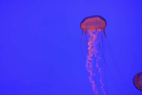 Fun with Jellyfish