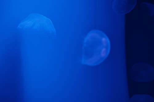 Jellyfish