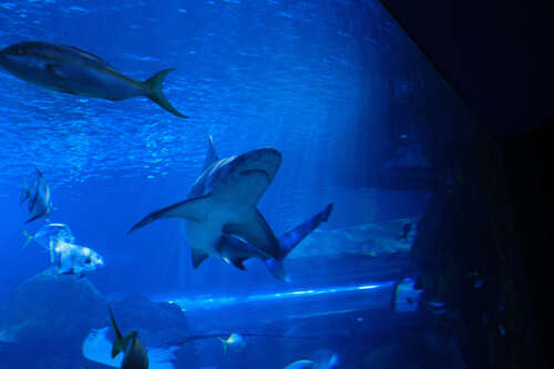 Shark!