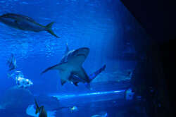Shark!